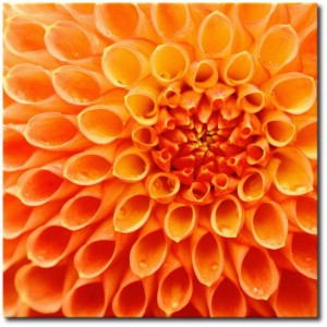 fond macro fleur orange - les constellations familales maureen boigen